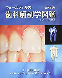 ウォールフェルの歯科解剖学図鑑 ペーパーバック普及版(中古品)